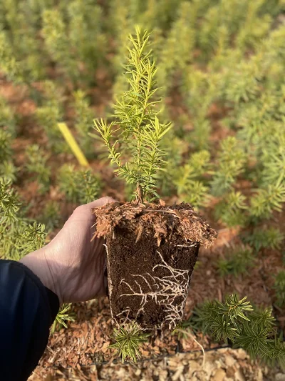 Taxus Dwarf Bright Gold P9 – wortelsysteem
