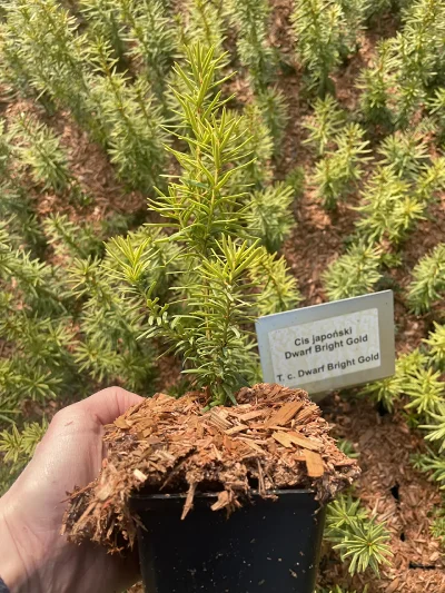 Taxus Dwarf Bright Gold P9 – jonge plant