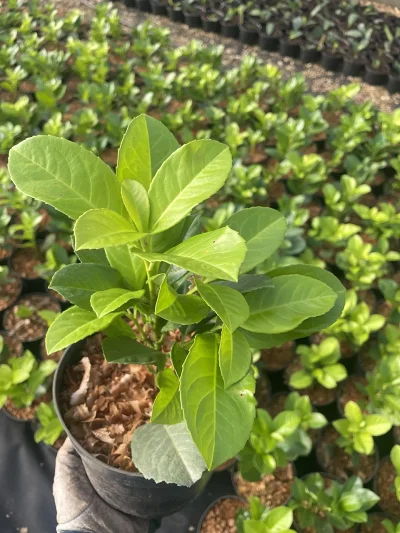 Laurowiśnia Rotundifolia C2 – widok a