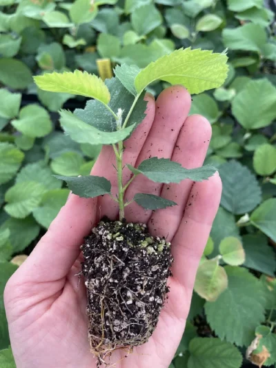Świdośliwa Amelanchier multiplplat