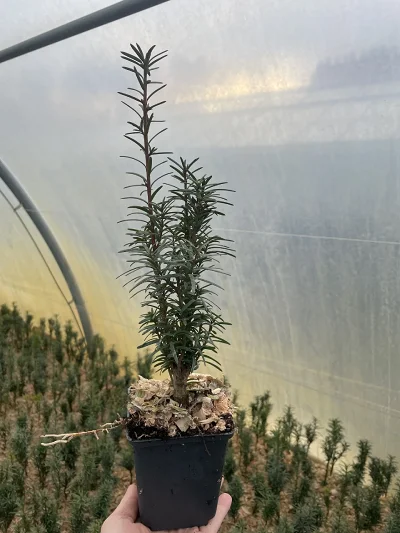 Taxus tussenvariant Hicksii – stek
